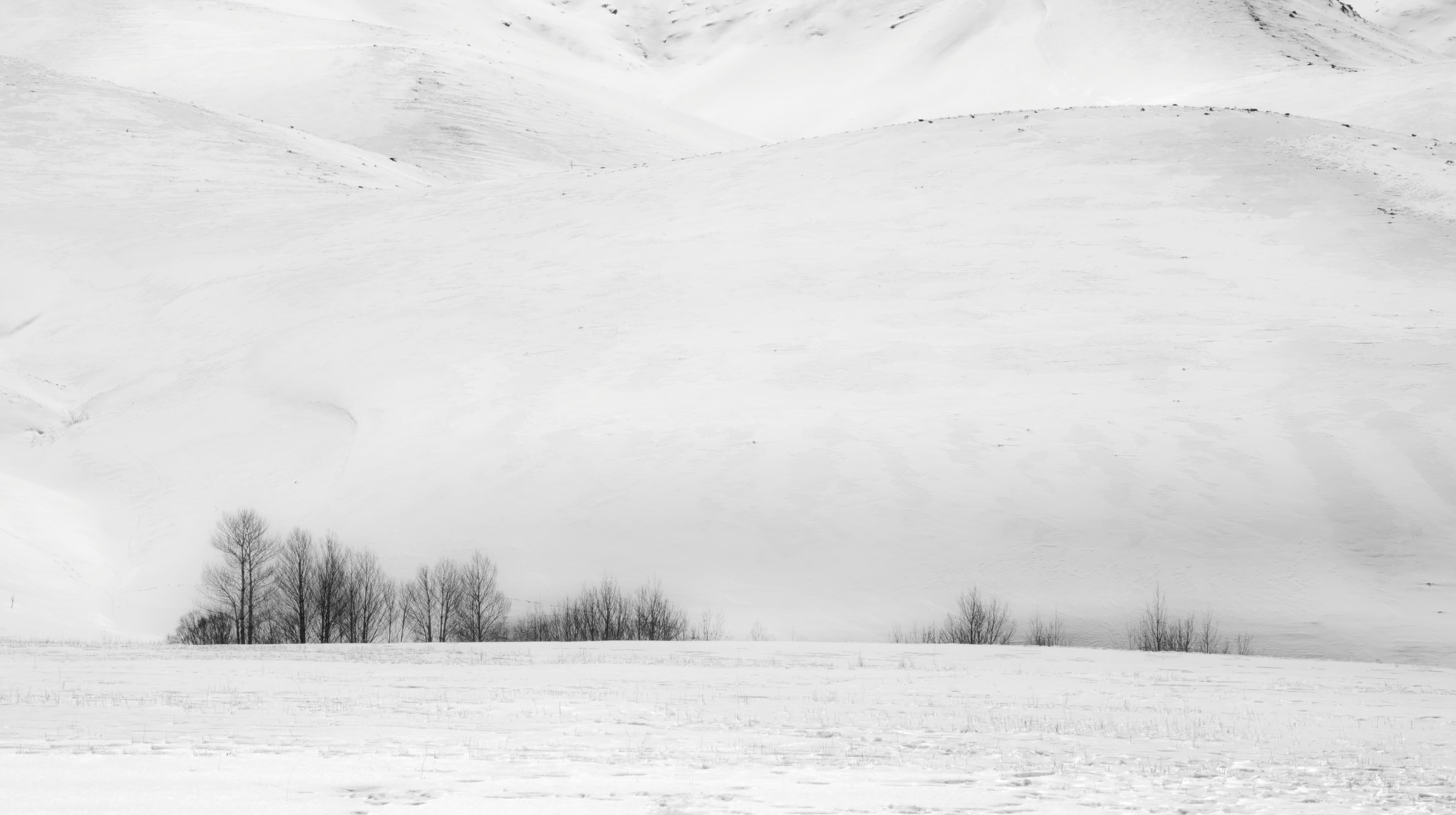 Snowy landscape with cluster of tree 